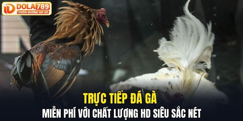 Trực tiếp đá gà miễn phí với chất lượng HD siêu sắc nét